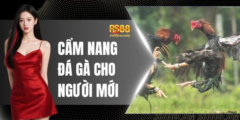 Cẩm Nang Đá Gà Cho Người Mới - Quy Tắc Và Kinh Nghiệm