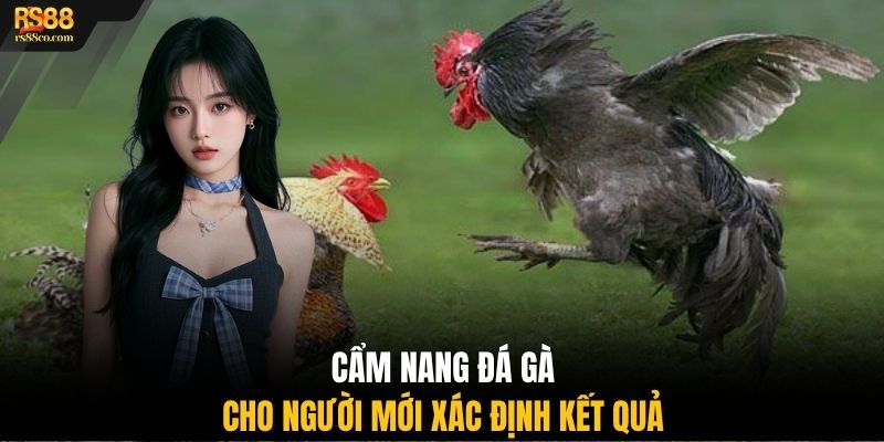 Cẩm nang đá gà cho người mới xác định kết quả
