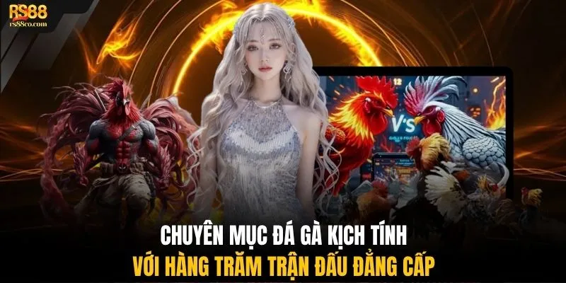 Chuyên mục đá gà kịch tính với hàng trăm trận đấu đẳng cấp