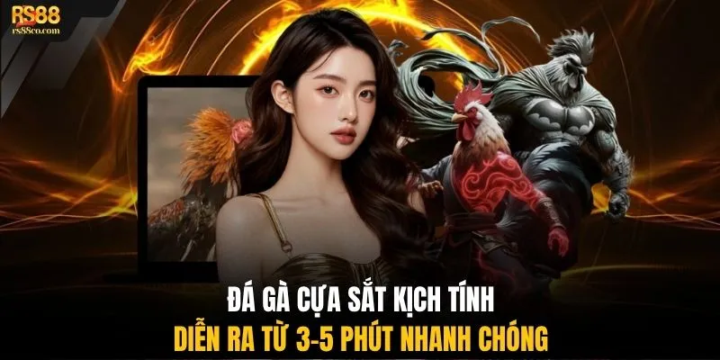 Đá gà cựa sắt kịch tính diễn ra từ 3-5 phút nhanh chóng