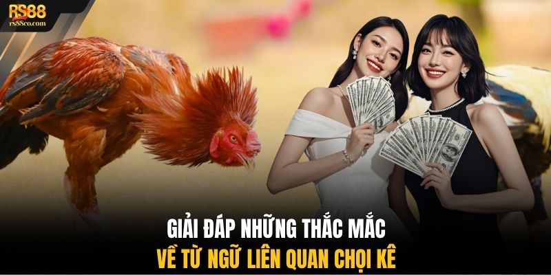 Giải đáp những thắc mắc về từ ngữ liên quan chọi kê
