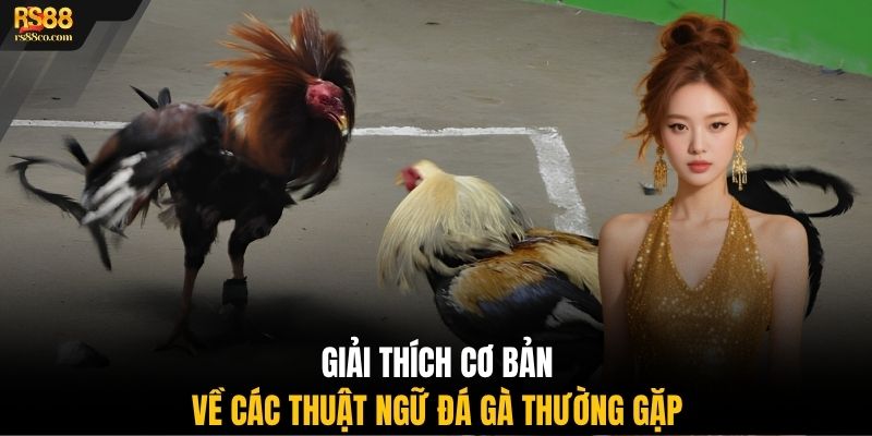 Giải thích cơ bản về các thuật ngữ đá gà thường gặp