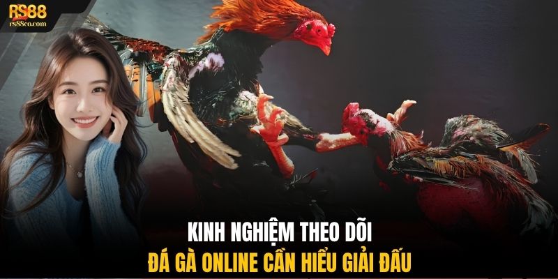 Kinh nghiệm theo dõi đá gà online cần hiểu giải đấu