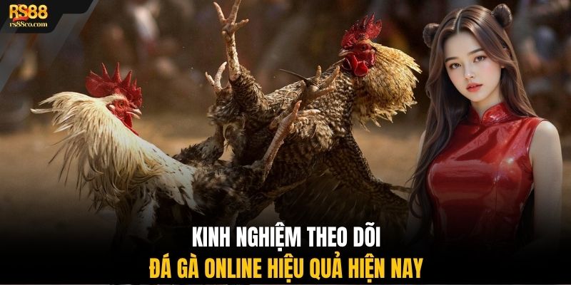 Kinh nghiệm theo dõi đá gà online hiệu quả hiện nay