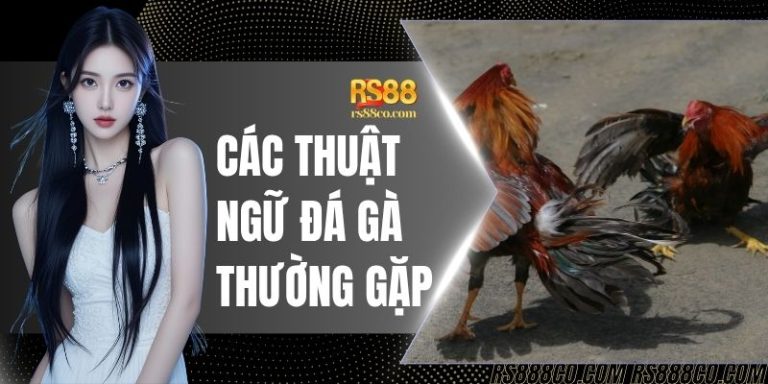 Tổng Hợp Các Thuật Ngữ Đá Gà Thường Gặp Từ A - Z Cho Newbie